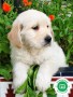 criador-de-golden-retriever-small-0