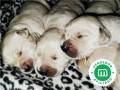 criador-de-golden-retriever-small-5