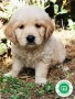 criador-de-golden-retriever-small-1