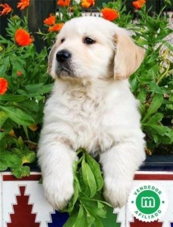 criador-de-golden-retriever-big-2