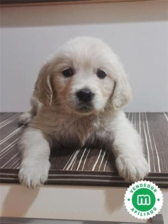 criador-de-golden-retriever-big-4