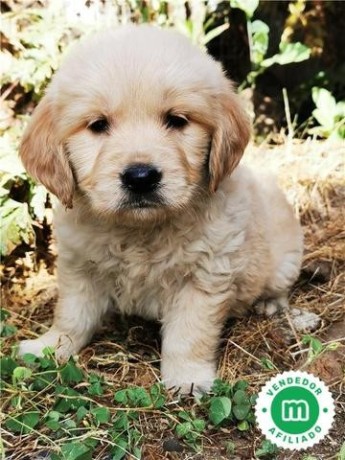 criador-de-golden-retriever-big-1