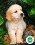 golden-retriever-cachorros-con-garantia-small-0