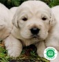 golden-retriever-cachorros-con-garantia-small-1