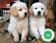 golden-retriever-cachorros-con-garantia-small-3