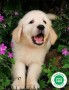 golden-retriever-cachorros-con-garantia-small-4