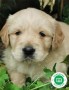 golden-retriever-cachorros-con-garantia-small-5