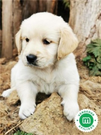 golden-retriever-cachorros-con-garantia-big-6