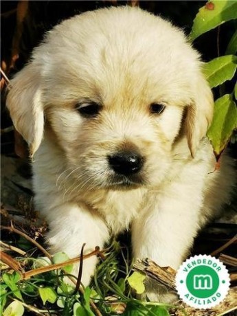 golden-retriever-cachorros-con-garantia-big-2