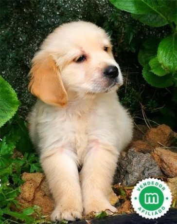 golden-retriever-cachorros-con-garantia-big-0