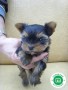 yorkshire-terrier-tenerife-small-1