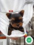 yorkshire-terrier-tenerife-small-0