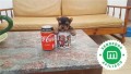 cachorros-yorkshire-tenerife-small-5