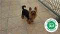 cachorros-yorkshire-tenerife-small-8