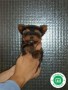 cachorros-yorkshire-tenerife-small-3