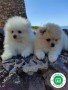 cachorros-de-lulu-de-pomerania-small-3