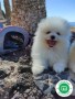 cachorros-de-lulu-de-pomerania-small-5