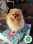 cachorros-de-lulu-de-pomerania-small-4