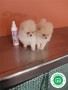 cachorros-de-lulu-de-pomerania-small-1