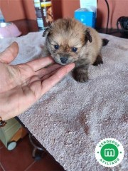 Cachorros de Lulú de pomerania 