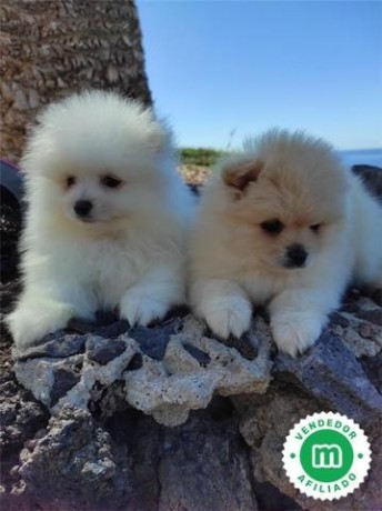 cachorros-de-lulu-de-pomerania-big-3