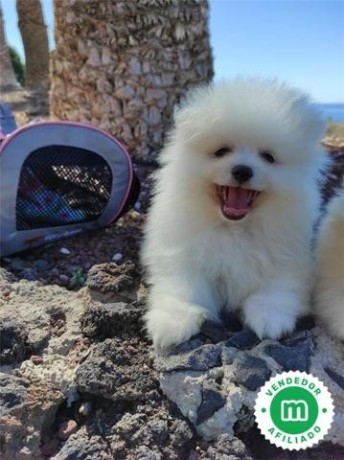 cachorros-de-lulu-de-pomerania-big-5