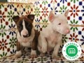 bull-terrier-miniatura-cachorros-l-o-e-small-0