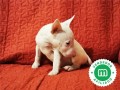 bull-terrier-miniatura-cachorros-l-o-e-small-5