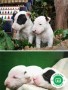 bull-terrier-miniatura-cachorros-l-o-e-small-7