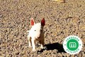 bull-terrier-miniatura-cachorros-l-o-e-small-8