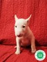 bull-terrier-miniatura-cachorros-l-o-e-small-6