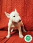 bull-terrier-miniatura-cachorros-l-o-e-small-4