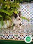 bull-terrier-miniatura-cachorros-l-o-e-small-3