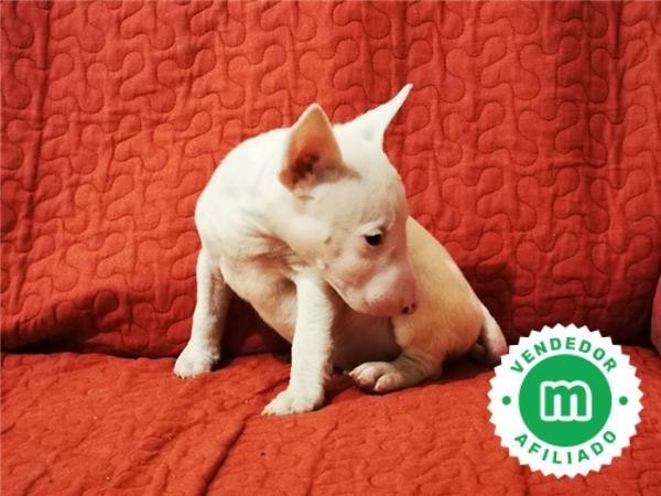 bull-terrier-miniatura-cachorros-l-o-e-big-5