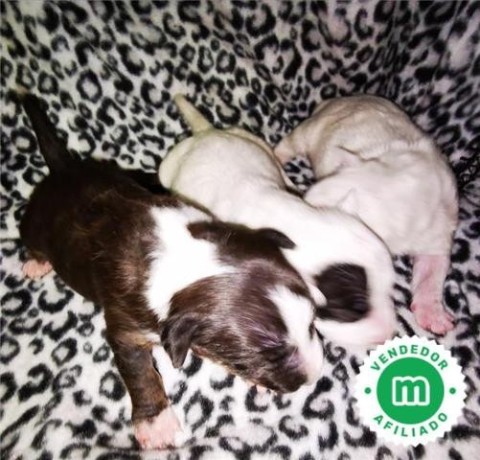 bull-terrier-miniatura-cachorros-l-o-e-big-1