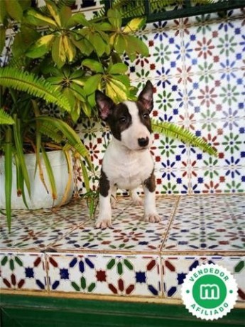 bull-terrier-miniatura-cachorros-l-o-e-big-3