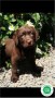 labrador-retriever-chocolate-tenerife-small-1