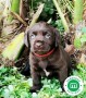 labrador-retriever-chocolate-tenerife-small-2