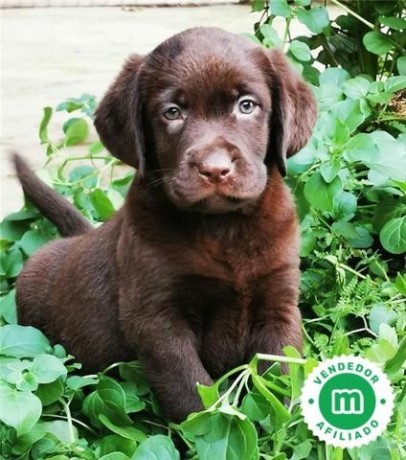 labrador-retriever-chocolate-tenerife-big-4