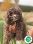 maltipoo-small-2