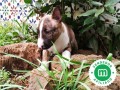 bull-terrier-miniatura-l-o-e-small-5