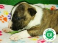 bull-terrier-miniatura-l-o-e-small-7