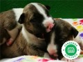 bull-terrier-miniatura-l-o-e-small-3