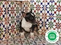 bull-terrier-miniatura-l-o-e-small-1