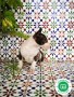 bull-terrier-miniatura-l-o-e-small-4