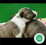 bull-terrier-miniatura-l-o-e-small-6