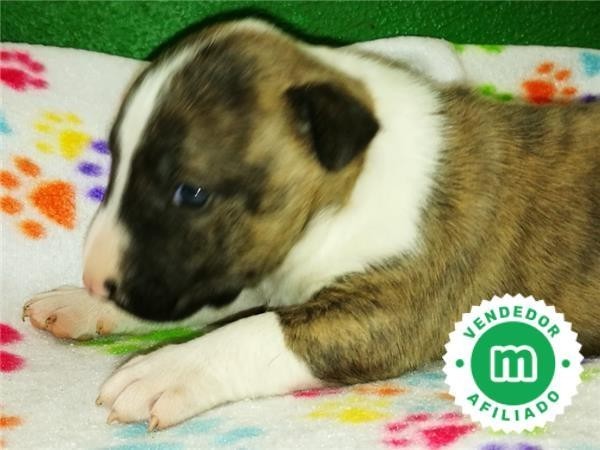 bull-terrier-miniatura-l-o-e-big-7