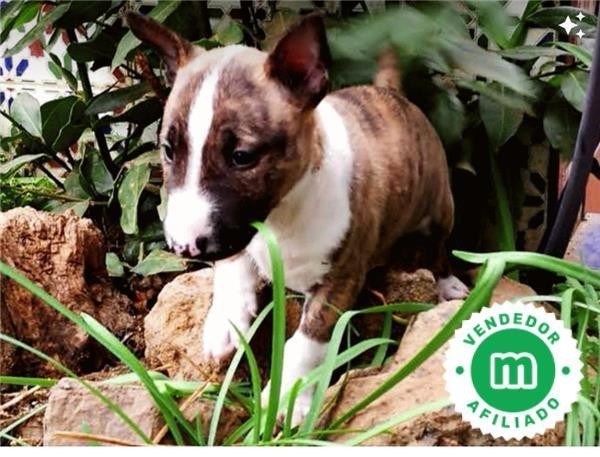 bull-terrier-miniatura-l-o-e-big-0