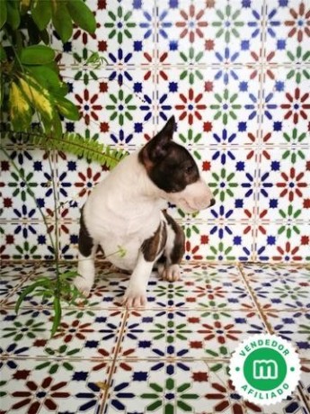 bull-terrier-miniatura-l-o-e-big-4