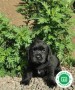 criador-labrador-negro-y-chocolate-loe-small-5